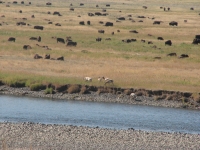 Antelope mixed with bison